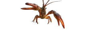 Giant Angry Crawfish Vinyl Car Decal Sticker – Waterproof & UV-Resistant 4.16"