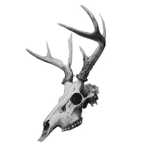 Deer Skull Drawing Vinyl Car Decal Sticker – Waterproof & UV-Resistant 3.4133333333333336"
