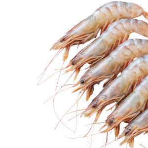 Raw White Shrimp Vinyl Car Decal Sticker – Waterproof & UV-Resistant 3.4133333333333336" Raw White Shrimp Vinyl Car Decal Sticker – Waterproof & UV-Resistant 3.4133333333333336"