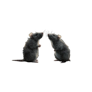 Rats On Rooftop Vinyl Car Decal Sticker – Waterproof & UV-Resistant 3.4133333333333336"