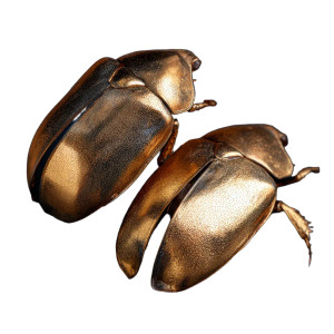Golden Beetle Shells Vinyl Car Decal Sticker – Waterproof & UV-Resistant 6.826666666666667" Golden Beetle Shells Vinyl Car Decal Sticker – Waterproof & UV-Resistant 6.826666666666667"