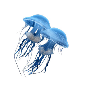 Whispering Moon Jellies Vinyl Car Decal Sticker – Waterproof & UV-Resistant 6.826666666666667"