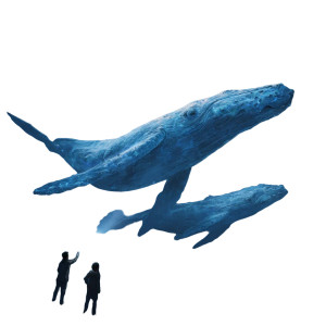 Studying Whales Vinyl Car Decal Sticker – Waterproof & UV-Resistant 3.4133333333333336" Studying Whales Vinyl Car Decal Sticker – Waterproof & UV-Resistant 3.4133333333333336"