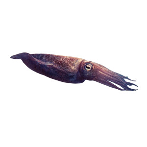 Space Squid Vinyl Car Decal Sticker – Waterproof & UV-Resistant 3.4133333333333336"