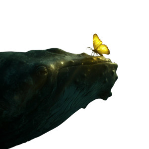 Glowing Butterfly On Whale Vinyl Car Decal Sticker – Waterproof & UV-Resistant 6.826666666666667"