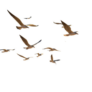 Flying Coastal Birds Vinyl Car Decal Sticker – Waterproof & UV-Resistant 3.4133333333333336"