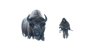 Bison Charge Standoff Vinyl Car Decal Sticker – Waterproof & UV-Resistant 2.72"