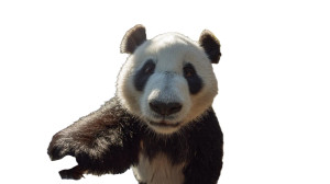 Giant Panda Selfie Vinyl Car Decal Sticker – Waterproof & UV-Resistant 2.72"