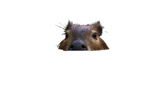 Cute Capybara V5 Vinyl Car Decal Sticker – Waterproof & UV-Resistant 2.8266666666666667"