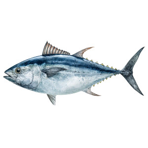 Atlantic Bluefin Tuna Vinyl Car Decal Sticker – Waterproof & UV-Resistant 6.826666666666667"