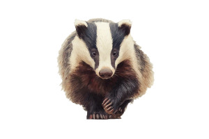Minimalist Badger Vinyl Car Decal Sticker – Waterproof & UV-Resistant 5.97333333333333