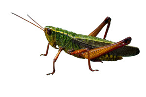 Grasshopper Close-Up Vinyl Car Decal Sticker – Waterproof & UV-Resistant 5.97333333333333
