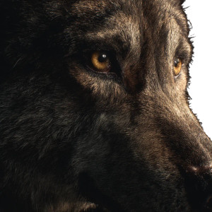 Realistic Wolf V2 Vinyl Car Decal Sticker – Waterproof & UV-Resistant 3.4133333333333336"