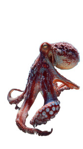 Macro Octopus Painting Vinyl Car Decal Sticker – Waterproof & UV-Resistant 9.706666666666667"