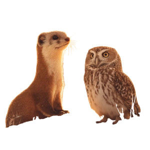 Desert Wildlife Vinyl Car Decal Sticker – Waterproof & UV-Resistant 3.4133333333333336"