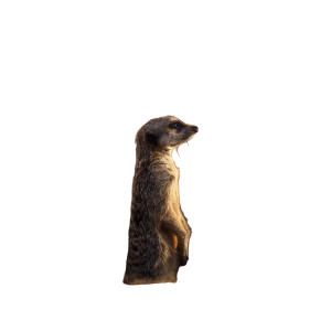 Diving Meerkat Vinyl Car Decal Sticker – Waterproof & UV-Resistant 6.826666666666667"