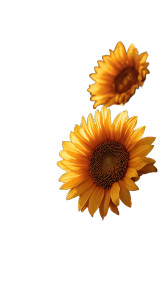 Golden Sunflowers Vinyl Car Decal Sticker – Waterproof & UV-Resistant 4.8533333333333335"