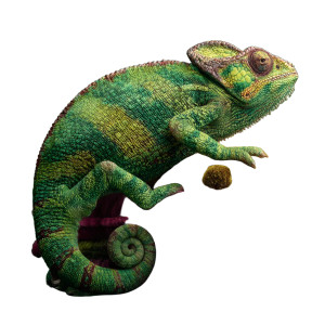 Vibrant Green Chameleon Vinyl Car Decal Sticker – Waterproof & UV-Resistant 3.4133333333333336"