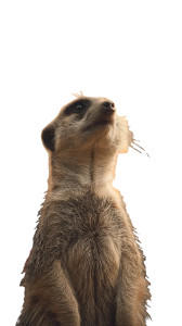 City Meerkat Sunset Vinyl Car Decal Sticker – Waterproof & UV-Resistant 4.8533333333333335"