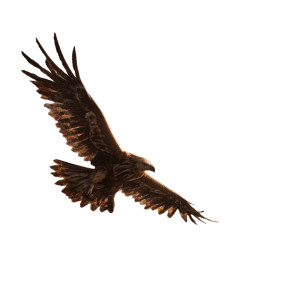 Majestic Soaring Eagle V3 Vinyl Car Decal Sticker – Waterproof & UV-Resistant 6.826666666666667"