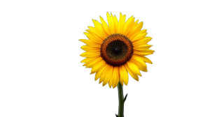 Sunflower Close-Up V4 Vinyl Car Decal Sticker – Waterproof & UV-Resistant 2.72"