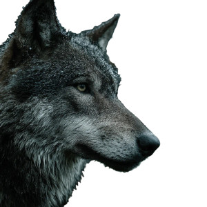 Realistic Wolf Pack Vinyl Car Decal Sticker – Waterproof & UV-Resistant 3.4133333333333336"