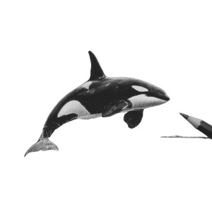Killer Whale Jump Vinyl Car Decal Sticker – Waterproof & UV-Resistant 3.4133333333333336"