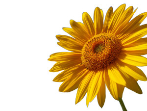 Sunflower Under Blue Sky Vinyl Car Decal Sticker – Waterproof & UV-Resistant 6.1866666666666665"