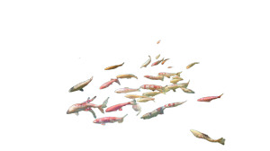 Koi Pond Fish Vinyl Car Decal Sticker – Waterproof & UV-Resistant 2.72"