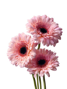 Pink Gerbera Flowers Vinyl Car Decal Sticker – Waterproof & UV-Resistant 8.213333333333333" Pink Gerbera Flowers Vinyl Car Decal Sticker – Waterproof & UV-Resistant 8.213333333333333"
