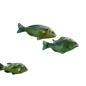 Tilapia Pond Vinyl Car Decal Sticker – Waterproof & UV-Resistant 6.826666666666667" Tilapia Pond Vinyl Car Decal Sticker – Waterproof & UV-Resistant 6.826666666666667"