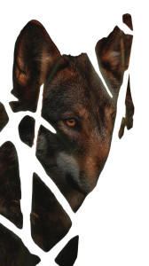 Hidden Wolf Vinyl Car Decal Sticker – Waterproof & UV-Resistant 4.8533333333333335"