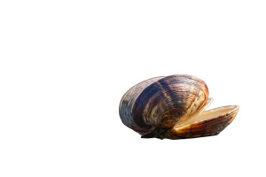 Clam Vinyl Car Decal Sticker – Waterproof & UV-Resistant 2.986666666666667"