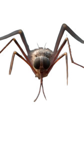 Mosquito Close-Up Vinyl Car Decal Sticker – Waterproof & UV-Resistant 4.8533333333333335" Mosquito Close-Up Vinyl Car Decal Sticker – Waterproof & UV-Resistant 4.8533333333333335"