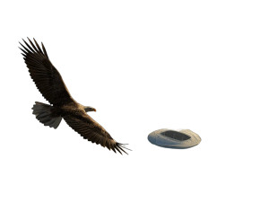 Majestic Eagle Soaring V11 Vinyl Car Decal Sticker – Waterproof & UV-Resistant 6.1866666666666665" Majestic Eagle Soaring V11 Vinyl Car Decal Sticker – Waterproof & UV-Resistant 6.1866666666666665"