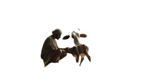 Farmer And Cow V4 Vinyl Car Decal Sticker – Waterproof & UV-Resistant 2.72"