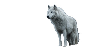Majestic White Wolf V5 Vinyl Car Decal Sticker – Waterproof & UV-Resistant 2.72" Majestic White Wolf V5 Vinyl Car Decal Sticker – Waterproof & UV-Resistant 2.72"