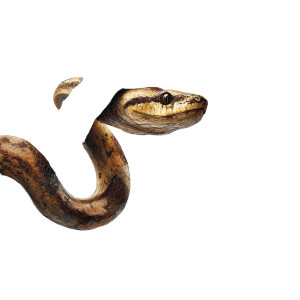 Mysterious Tree Snake Vinyl Car Decal Sticker – Waterproof & UV-Resistant 3.4133333333333336" Mysterious Tree Snake Vinyl Car Decal Sticker – Waterproof & UV-Resistant 3.4133333333333336"