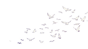 White Birds Flying V3 Vinyl Car Decal Sticker – Waterproof & UV-Resistant 5.4