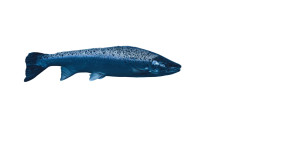 Norwegian Salmon Vinyl Car Decal Sticker – Waterproof & UV-Resistant 5.4