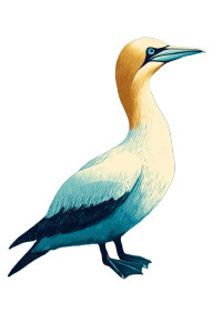 Gannet On Rock Vinyl Car Decal Sticker – Waterproof & UV-Resistant 8.96"