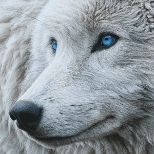 White Wolf Closeup Vinyl Car Decal Sticker – Waterproof & UV-Resistant 3.4133333333333336" White Wolf Closeup Vinyl Car Decal Sticker – Waterproof & UV-Resistant 3.4133333333333336"
