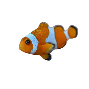 Clown Fish Hand V2 Vinyl Car Decal Sticker – Waterproof & UV-Resistant 3.4133333333333336"