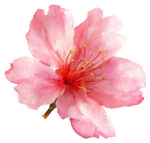 Cherry Blossom Clipart Vinyl Car Decal Sticker – Waterproof & UV-Resistant 3.4133333333333336"