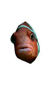 Curious Clownfish Smile Vinyl Car Decal Sticker – Waterproof & UV-Resistant 4.8533333333333335"