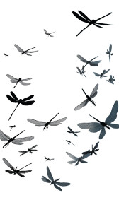 Dragonflies Silhouette Vinyl Car Decal Sticker – Waterproof & UV-Resistant 9.706666666666667"