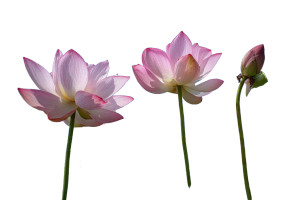 Blooming Lotuses Vinyl Car Decal Sticker – Waterproof & UV-Resistant 2.986666666666667"