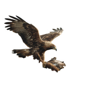 Golden Eagle Hunting Vinyl Car Decal Sticker – Waterproof & UV-Resistant 3.4133333333333336"