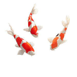 Koi Fish Trio Vinyl Car Decal Sticker – Waterproof & UV-Resistant 3.4133333333333336"