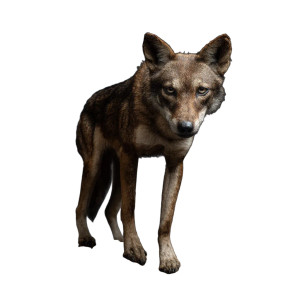 Tasmanian Wolf Vinyl Car Decal Sticker – Waterproof & UV-Resistant 3.4133333333333336"